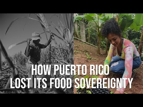 The young Puerto Ricans returning to the land