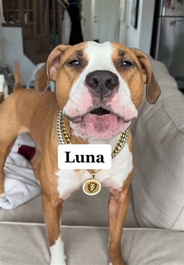 My Dog Says Her Name Perfectly 😂🔥 | luna the pittie