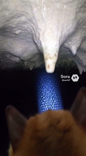 Vampire Bat POV: Flying into Darkness and Hanging Upside Down #microcamera #naturelovers