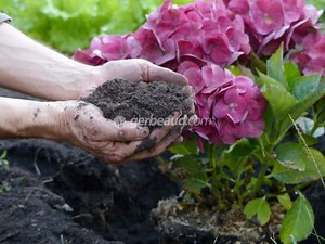 Planter un hortensia