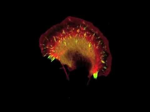 NIH: Crawling PtK1 Cell
