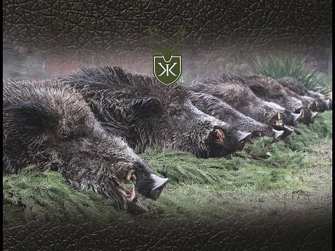 Trailer hunting Wild boar on a driven hunt in Romania!