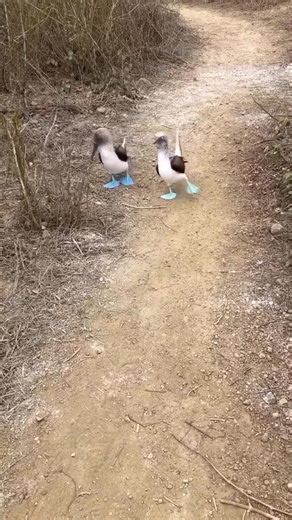 515K views · 10K reactions | Have you ever wondered why blue footed...