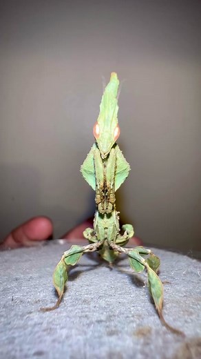 Feeding my Hungry Ghost Mantis!