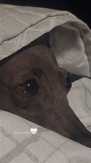 아무것도 안 하느라 바빴던 하루