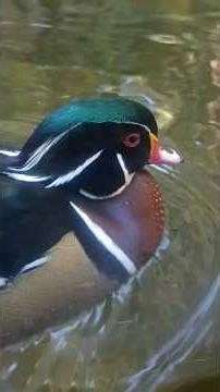 Different types of Ducks at the Oregon zoo today