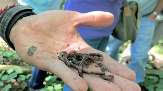 Vulnerability found for invasive jumping worms