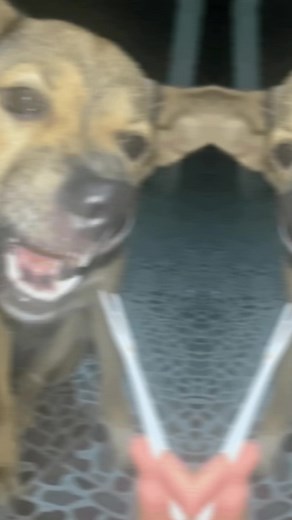 Traditional Vietnamese Wedding Proposal: Do You Agree to Marry Me?