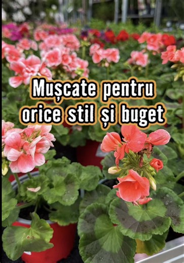 Aranjamente florale cu mușcate pentru grădină