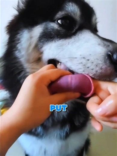 This Dog Knew His Owner Was Messing 🐺😂
