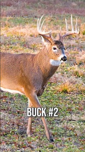 Take Your Best Guess! 🤔