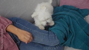 Young woman relaxing with her white bichon maltese dog on a cozy sofa indoors at home, embodying tranquility and companionship. Stock Video