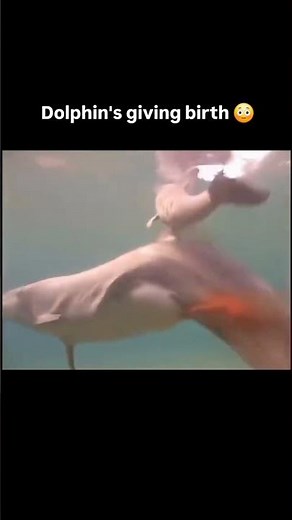 Meet the newborn dolphin: First moment of life #dolphin #shorts #youtubeshorts #ocean #sea #moments