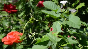 Roses growing in a small garden - Free Stock Video