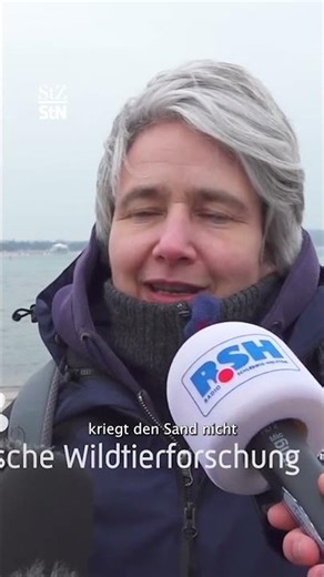 Rescue failed – hope for whale's release remains