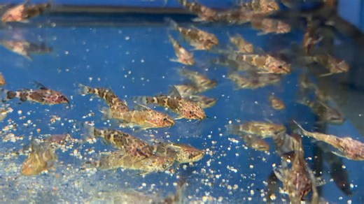 True Upside-Down Catfish (Synodontis nigriventris) 😸🐟😸🐟 😸🐟😸🐟 😸🐟😸🐟 😸🐟😸🐟 A small, peaceful catfish from the Congo River known for its quirky habit of swimming upside down. Grows to around 3–4 inches and does best in a small group. Care: Tank: 80L with hiding spots and gentle flow Water: 24–28°C, pH 6.0–7.5 Diet: Sinking pellets, frozen foods, and some veg Temperament: Very peaceful, ideal for community tanks A hardy, characterful fish that’s always a customer favourite — great for 