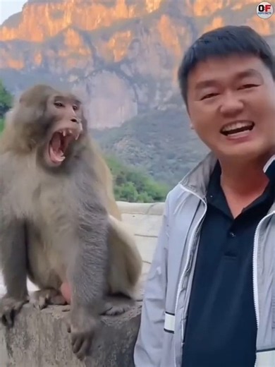This Monkey Looks Like A Human?! 😳. #shorts