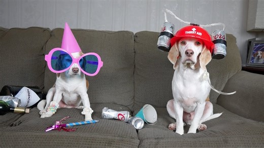 Dogs reveal what they really do when left alone