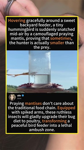 When a Praying Mantis Decides to Hunt a Bird 🦗➡️🐦