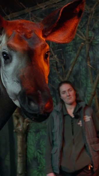 17K views · 726 reactions | Our Zookeepers have a special bond with...