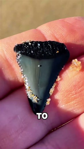 This Girl Discovered The RAREST Thing On Earth — A Real Megalodon Tooth! 🌊💎#shorts