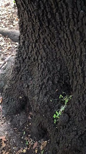 Birds seeds started to sprout after rain