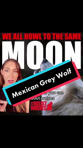 These wolves are teetering on the edge of extinction. #relistwolves #greenscreen #news #wolves #stopthehunt #stopthehate #breakingnews #wolvesoftiktok #animals #conservation #wildlife #ranching #arizona #newmexico #endangeredspecies