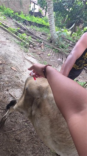 penyuntikan vitamin pedet sapi lemas #cow #sapi #animals #shorts