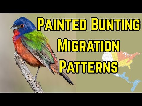 Painted Bunting Migration—When to Expect Them in Your Area