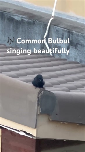 Beautiful Common Bulbul Singing 🐦🎶 #Shorts#ViralShorts#naturereels