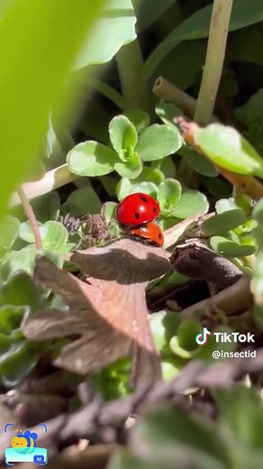 What are they doing? Is it what I think? #bugidentifier #insectidentification #insectidentifier #spideridentifier #pictureinsect #bug #insectidentificationfree #pictureinsect #bugidentifier #pictureinsectbugidentifier #bugfinder #insect #bugidentificationfree #bugid #identifyinsects #bugscanner #freebugidentifier #bugapp #insectid #picturethis #spiderapp #biteidentifier #identifybugs #freeinsectidentifier #bugidentifierfree
