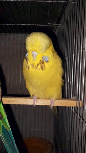English Budgie || Bird Solution #englishBudgie #birdsolution | Bird Solution