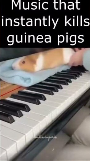 Music that instantly kills guinea pigs