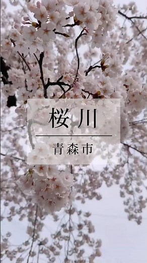 見頃を迎えている桜川の桜並木🌸桜のトンネルを歩いてみませんか？
