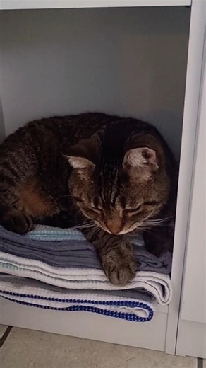 his cute bunny hop 🥺 #catshorts