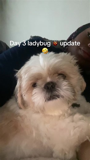 Day 3 After Ladybug Attack: Tino's Recovery Update