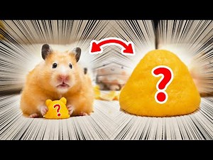 I Made Something Special for Hamsters BUT...