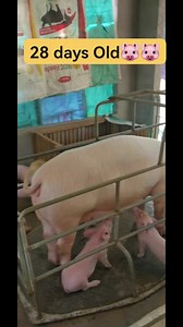 5.6K reactions · 93 shares | 13 piglets #investment #blessings #negosyo #thankyou #hardwork #pigfarming #piggeryfarm #piglets #backyardfarming #farming #farmlife #farmers #Hograiser #Hograising #hog #OrientalMindoro #buhayprobinsya #follower #friends #facebookshortsvideo #facebookviral #facebookreel #reelsvideoシ | Mylen Magmanlac | Facebook