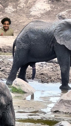 i can’t post the mating season clips but just know it was mental and that isn’t water the elephant is standing in #elephants #naturefact
