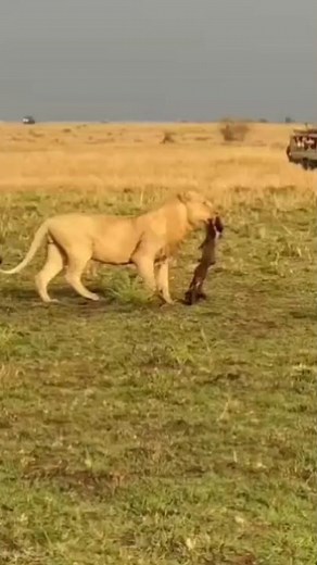 アフリカのサバンナに生息する捕食ライオンの野生生物 #animals #wildlife ＃動物 #捕食者 ＃ライオン