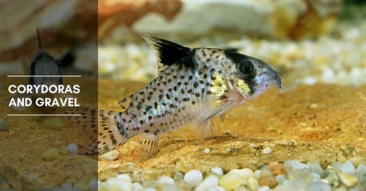 Corydoras and Gravel - Best Gravel and Sand for Corydoras