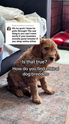 Replying to @ItsTina Really, how do you find an ethical breeder and how do you know they are good? #newpuppy #parvovirus #ethicalbreeder #backyardbreeders #doodles Murphy had parvovirus when we got him from a backyard breeder, despite having been vaccinated and kept indoors. He has been nursed back to health and is doing well now. We are sharing for awareness of the risks of backyard breeding.