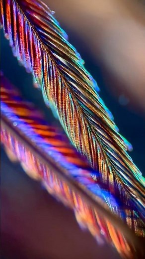Peacock feather under the microscope 🔬