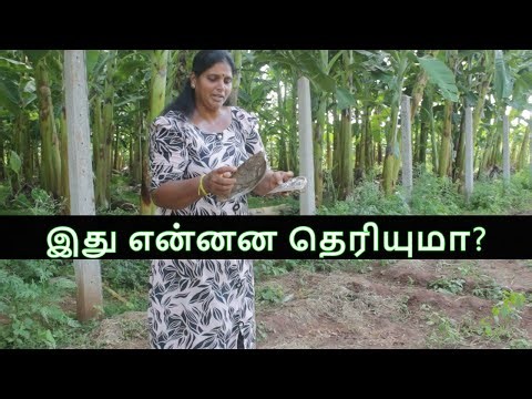 Village Life and Food | Jaffna, Srilanka | in tamil | Tamil Mix Sumi
