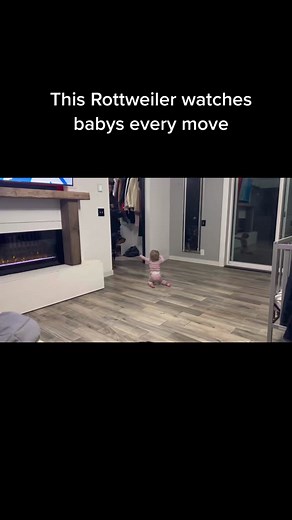 Rottweiler Protecting Child from Water - The Rotty Ranch