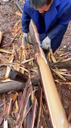 Baumrinde entfernen: Wie Tradition und Technik zusammenwirken