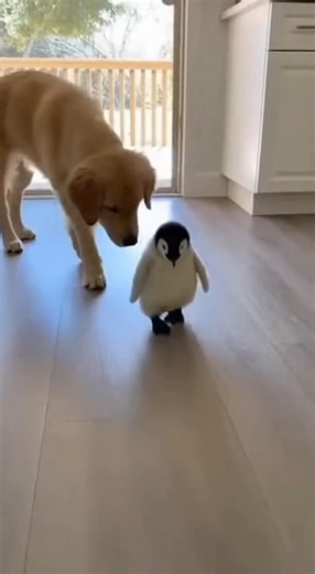 My Puppy Found a Lost Baby Penguin at Our Back Door 🐧💛