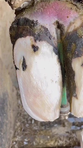 When we lift this flap, we’ll see it…..