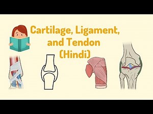 Know everything about Connective Tissues: Cartilage, Ligament and Tendon I Science in Hindi