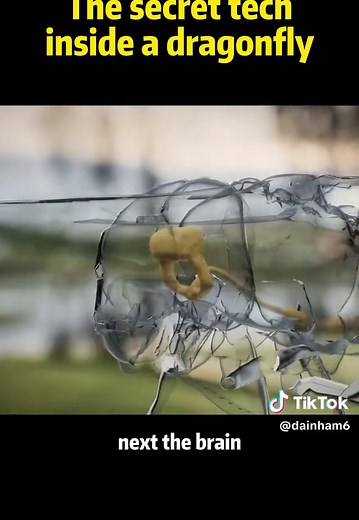 Dragonfly Secret Tech Explained: How Their Wings and Eyes Work